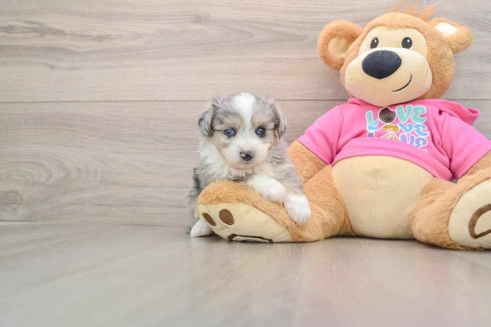 Best Aussiechon Baby