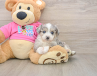 6 week old Aussiechon Puppy For Sale - Lone Star Pups