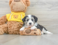 6 week old Aussiechon Puppy For Sale - Lone Star Pups