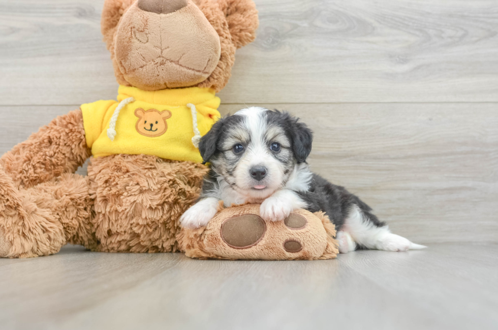 6 week old Aussiechon Puppy For Sale - Lone Star Pups