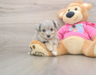 5 week old Aussiechon Puppy For Sale - Lone Star Pups