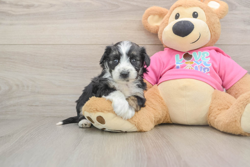 Sweet Aussiechon Baby