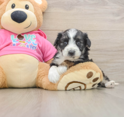 5 week old Aussiechon Puppy For Sale - Lone Star Pups