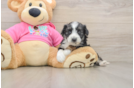 Hypoallergenic Aussie Bichon Designer Puppy