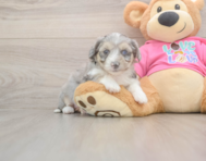 6 week old Aussiechon Puppy For Sale - Lone Star Pups