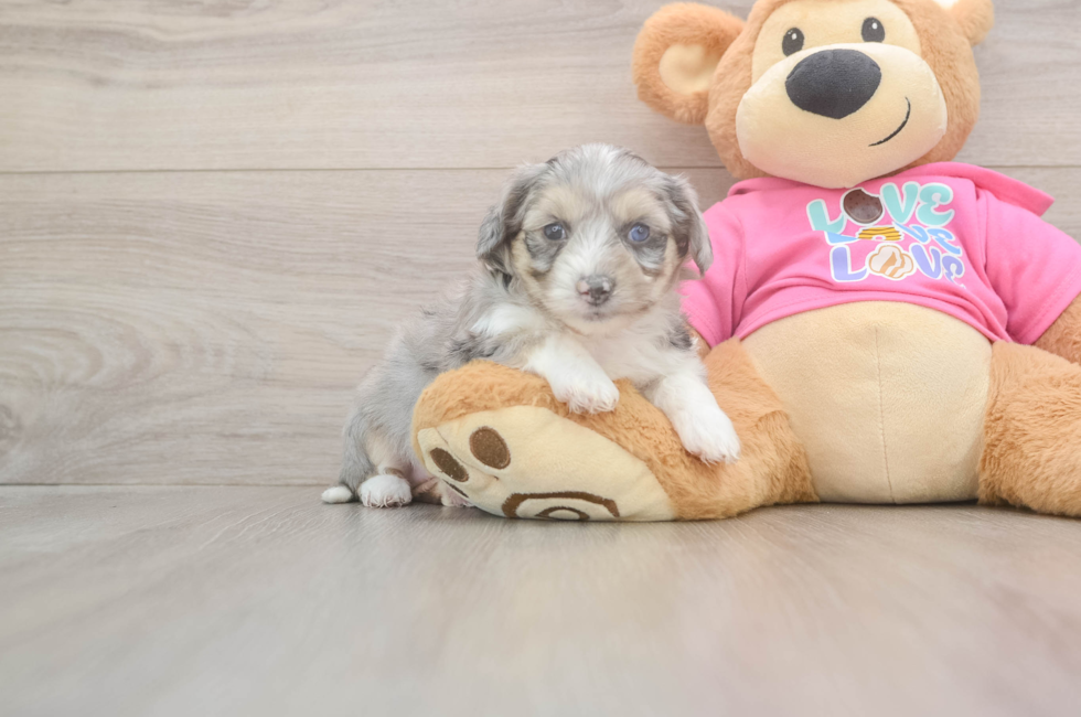 5 week old Aussiechon Puppy For Sale - Lone Star Pups