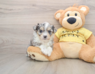 6 week old Aussiechon Puppy For Sale - Lone Star Pups