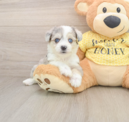 5 week old Aussiechon Puppy For Sale - Lone Star Pups