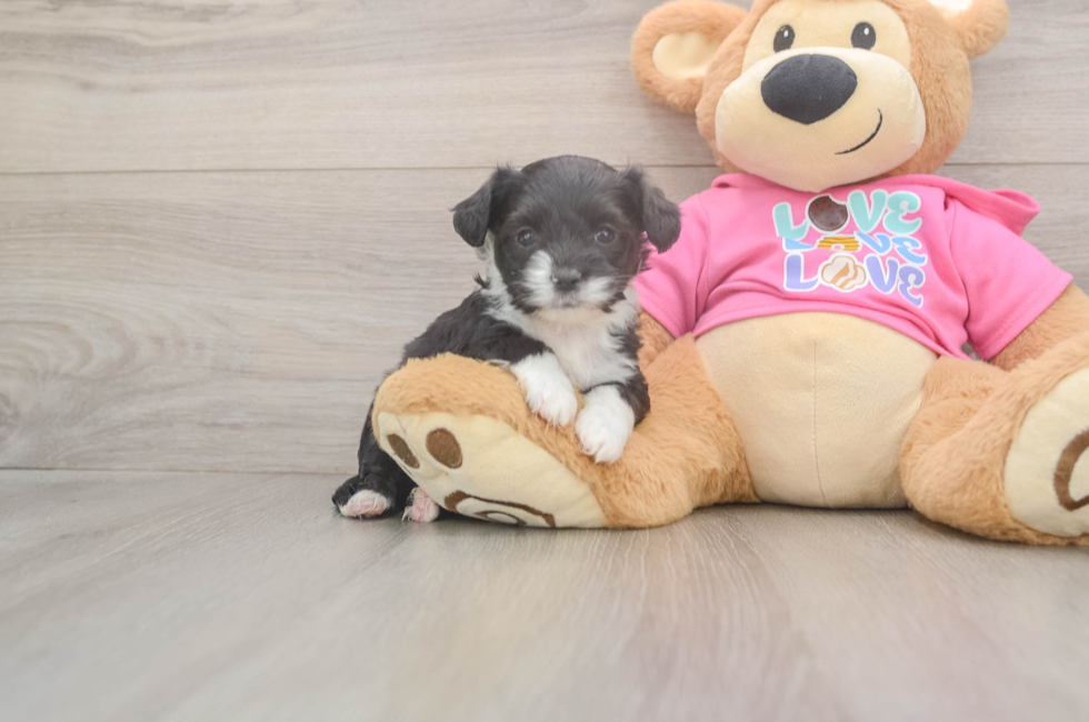 5 week old Aussiechon Puppy For Sale - Lone Star Pups