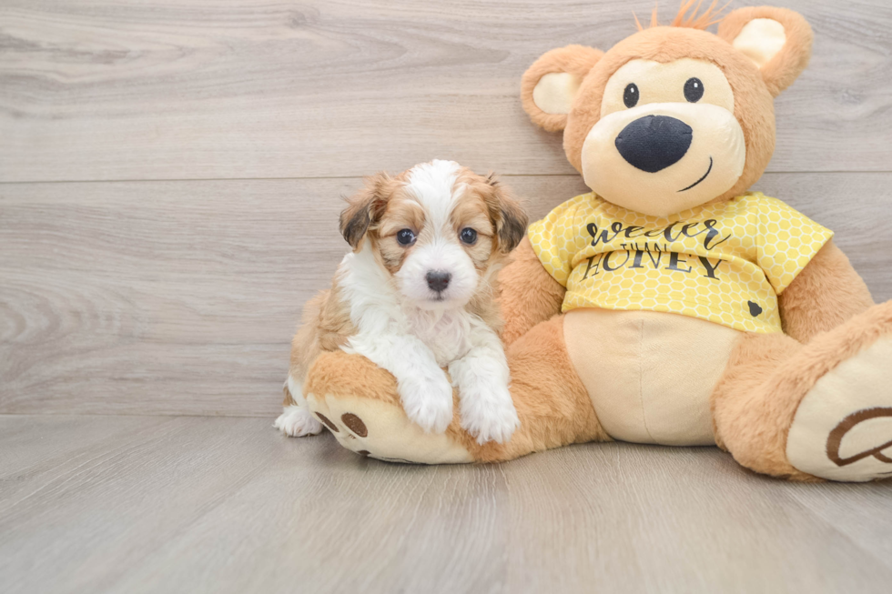 Aussiechon Puppy for Adoption