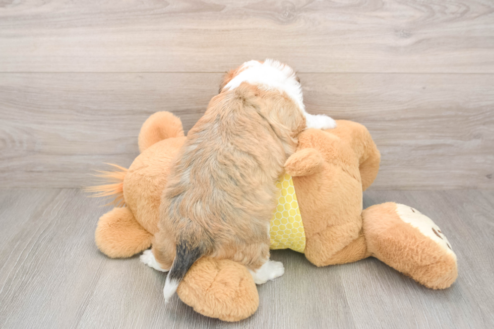 Cute Aussiechon Baby