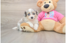 Aussiechon Puppy for Adoption