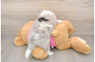 Aussiechon Puppy for Adoption