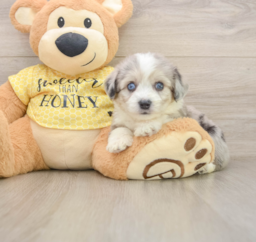 5 week old Aussiechon Puppy For Sale - Lone Star Pups
