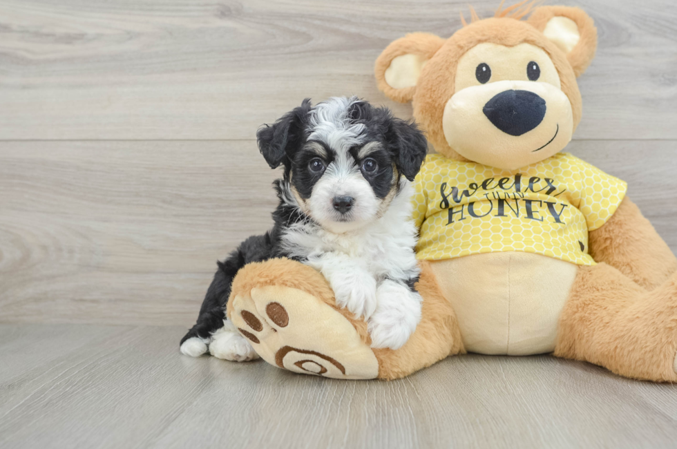 6 week old Aussiechon Puppy For Sale - Lone Star Pups