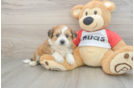 Aussiechon Puppy for Adoption