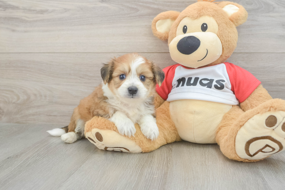 Aussiechon Puppy for Adoption
