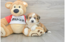 Petite Aussiechon Designer Pup