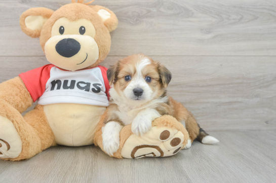 Petite Aussiechon Designer Pup