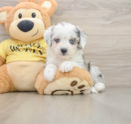 5 week old Aussiechon Puppy For Sale - Lone Star Pups