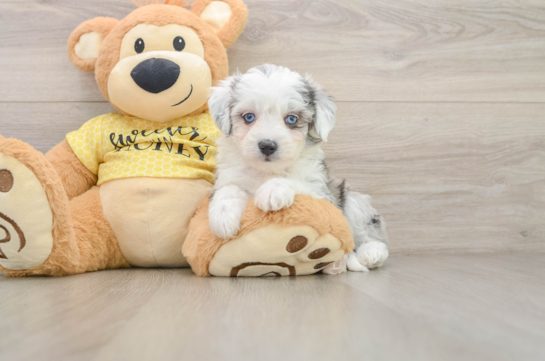 Aussiechon Puppy for Adoption