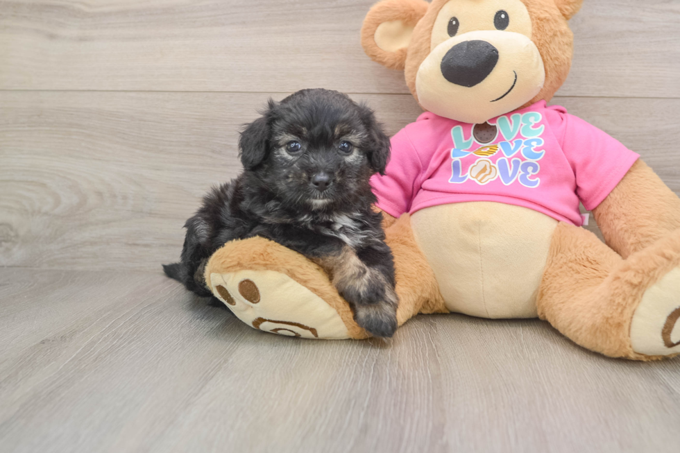 Adorable Aussie Bichon Designer Puppy