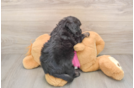 Playful Aussie Bichon Designer Puppy