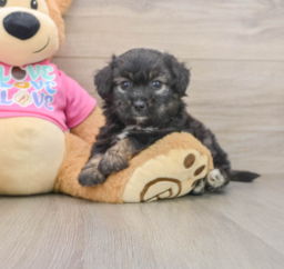 7 week old Aussiechon Puppy For Sale - Lone Star Pups