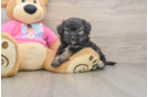 Best Aussiechon Baby