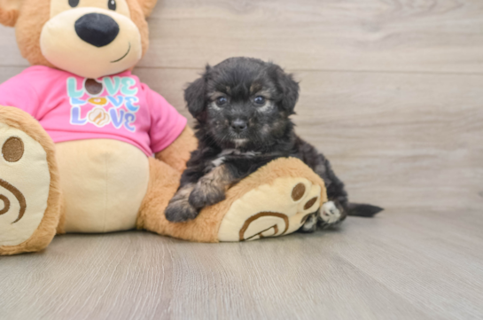 Best Aussiechon Baby