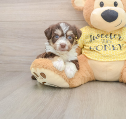 5 week old Aussiechon Puppy For Sale - Lone Star Pups