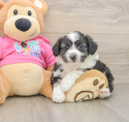 7 week old Aussiechon Puppy For Sale - Lone Star Pups