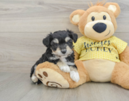 8 week old Aussiechon Puppy For Sale - Lone Star Pups