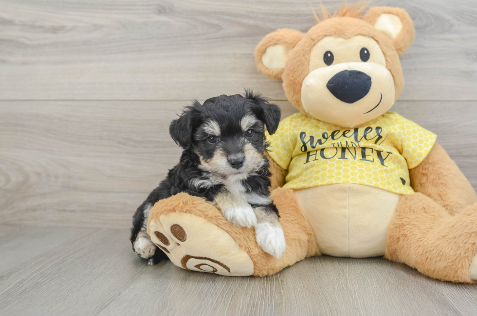 6 week old Aussiechon Puppy For Sale - Lone Star Pups