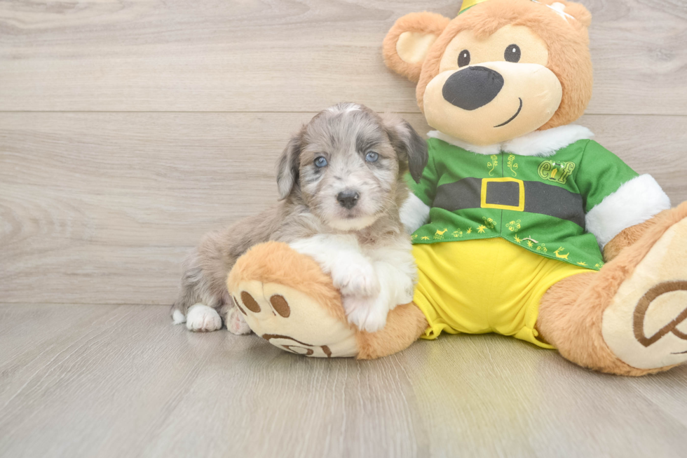 Aussiechon Pup Being Cute