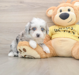 5 week old Aussiechon Puppy For Sale - Lone Star Pups
