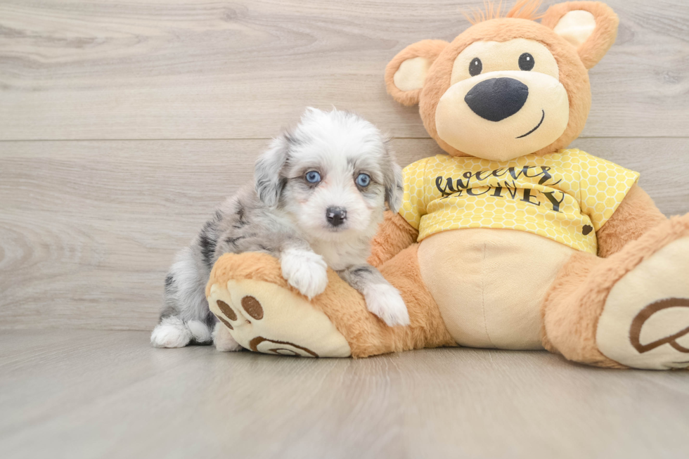 Little Aussie Bichon Designer Puppy