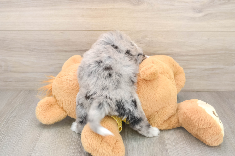 Aussiechon Pup Being Cute