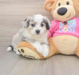 7 week old Aussiechon Puppy For Sale - Lone Star Pups