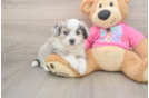 Aussiechon Pup Being Cute