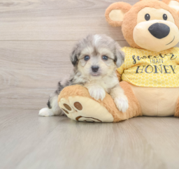 5 week old Aussiechon Puppy For Sale - Lone Star Pups