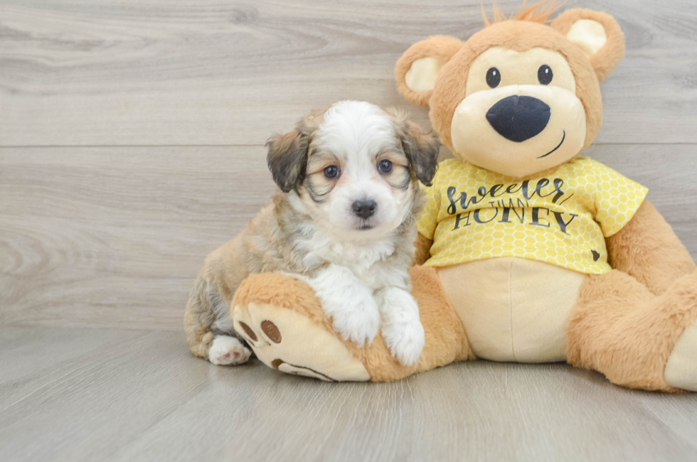 6 week old Aussiechon Puppy For Sale - Lone Star Pups