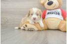 Aussiechon Pup Being Cute