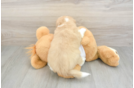 Aussiechon Puppy for Adoption