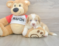 6 week old Aussiechon Puppy For Sale - Lone Star Pups