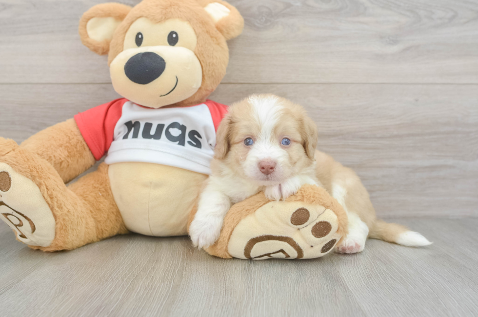 5 week old Aussiechon Puppy For Sale - Lone Star Pups