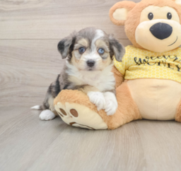 6 week old Aussiechon Puppy For Sale - Lone Star Pups