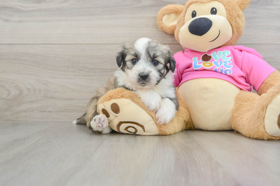 5 week old Aussiechon Puppy For Sale - Lone Star Pups