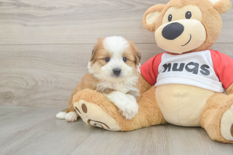 Adorable Aussie Bichon Designer Puppy