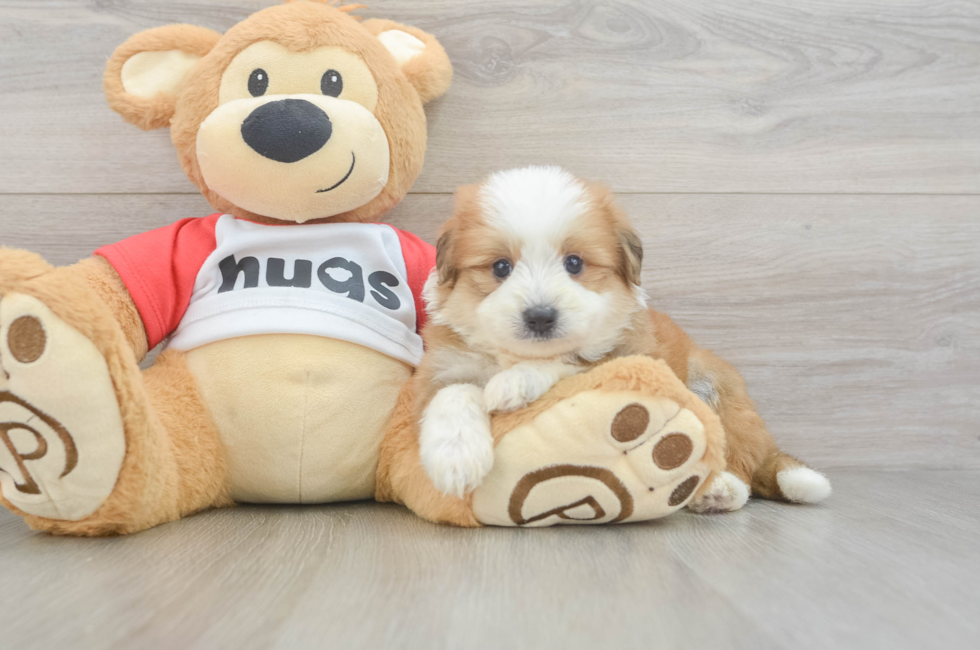 5 week old Aussiechon Puppy For Sale - Lone Star Pups